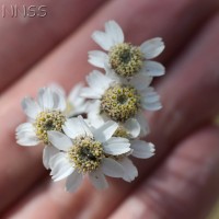 Sneezewort